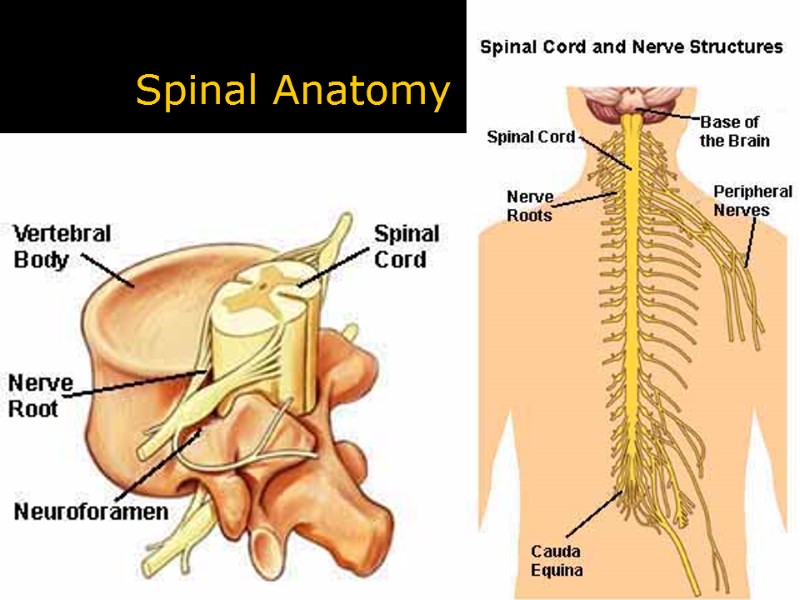 Spinal Anatomy